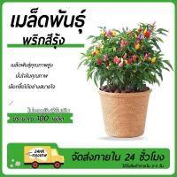 ราคา พริกสีรุ้งเมล็ดพันธุ์พริกสีรุ้ง 100 เมล็ดพริก 7 สีโตไว☘️พุ่มใหญ่ปลูกประดับสวยมาก (26024715992)
