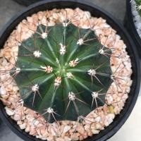 ราคา เมโลแคคตัส melocactus ไม้เมล็ด (10051315247)