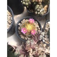 ราคา Mammillaria Schiedeana แมมมิลลาเรียขนนกเหลือง (22749728860)