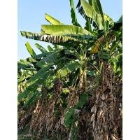 ราคา หน่อกล้วยน้ำหว้า หน่อกล้วยไข่ หน่อกล้วยหอมทอง จากสวนที่บ้านที่เชียงราย พันธุ์แท้จากธรรมชาติ 39 บาทต่อ 1 หน่อ (7244587274)