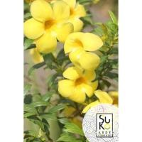 ราคา ต้นบานบุรีดอกสีเหลือง (Yellow Allamanda) |ต้นสูงประมาณ 15-30 ซม.| ขายในถุงดำ | ไม้ประดับ (2984010493)