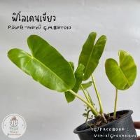 ราคา [Philodendron burle marxii] ฟิโลเดนดรอน ฟิโลเขียว ฟิโลหยกมรกต (16781506416)