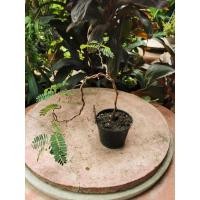 ราคา ต้นกล้ามะขามดัดสำหรับทำบอนไซ​อายุ1ปีขึ้นไป100บ.มีจำนวนจำกัด (9025333491)