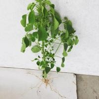 ราคา (ต้นเดียวก็ขาย) ตำแยแมว อีกชื่อเรียกว่า กัญชาแมว ต้นละ 2 บาท (7843777450)