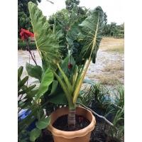 ราคา บอนเจ็ดสี บอนกระดาดทองด่าง (8965991298)