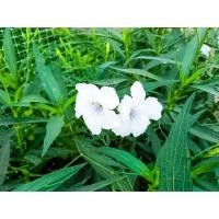 ราคา ต้นกล้า ต้อยติ่งฝรั่งสีขาว ต้นกล้าละ 10บาท ห่อตุ้มส่ง white ruellia ฟ้าประทานพร ต้อยติ่ง ฝรั่ง (28366454059)