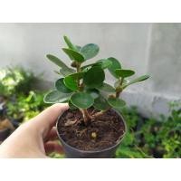 ราคา ช้อนเงินช้อนทอง ไม้มงคล ไม้จิ๋ว กระถาง 3 น่ารักๆ บอนไซ เพรมน่า หมากเมเปิ้ล ม่วงเจริญ เชอรี่แคระ สนดำ เมเปิ้ล (22126310682)