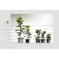 ราคา ไทรใบสัก ต้นไม้ฟอกอากาศ (5932687381)