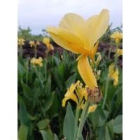 ราคา ต้นพันธุ์ ดอก พุทธรักษา สีเหลือง ในถุงดำพร้อมปลูก 39 บาท Canna Lily carnationใบพุทธรักษา. ดอกพุทธรักษา ทำยาได้ (24936622719)