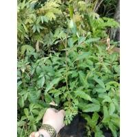 ราคา ต้นมะตูมแขกหรือต้นมะตูมซาอุขาย 4 ถุง 100 บาท (42011067400)