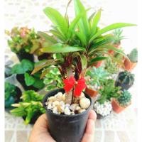 ราคา ต้นเทียนมหาลาภ ต้นไม้มงคลจิ๋ว ต้นไม้ฟอกอากาศ (13224288905)