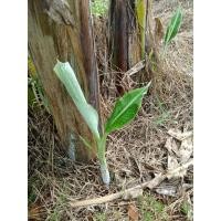 ราคา หน่อกล้วยตานี (กล้วยตัดใบ) (18593202495)