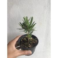 ราคา ต้นสนใบพาย หรือ หลิวอรหันต์ ไซส์กระถาง4นิ้ว (1889588917)