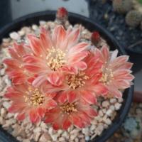 ราคา Cake Cactus Farm กระบองเพชร Lobivia RW6 โลบิเวีย ดอกส้มริ้วขาว (3737702743)