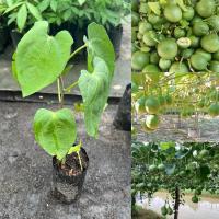 ราคา ต้นผักสาบหรือผักอีนูน (ชุด3ต้น) (26455494699)