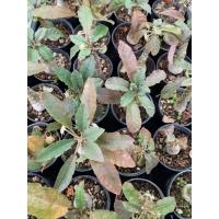 ราคา มะพร้าวทะเลทราย ไม้โขด (4494626049)