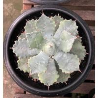 ราคา อากาเว่ -agave isthmensis (22741054615)