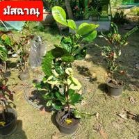 ราคา โกสน มัสฉาณุ ต้นใหญ่ สูง 75 ซม. ต้นโกสน (15817843583)