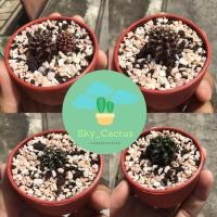 ราคา ยิมโนเชื้อด่าง ต้นแคคตัส (5541735125)