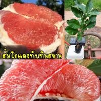 ราคา ต้นพันธุ์ส้มโอแดงทับทิมสยาม 1 ต้น ต้นแข็งแรง ผลใหญ่ รสชาติดี สินค้าพร้อมส่ง (4856507172)