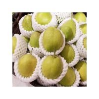 ราคา Gypsophilatop1//สาลี่หอม Fragrant Pear (1ลูก) (CHN) นำเข้า ~หอม หวาน อร่อย ! ผลไม้ต่างประเทศ ผลไม้พรีเมี่ยม (3095696011)