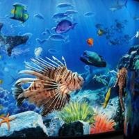ราคา บัตร SEA LIFE Bangkok Ocean World (1486086505)