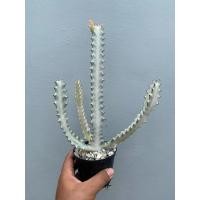 ราคา ยูโฟเบียแลคเทีย ไวท์โกสต์ (euphorbia lactea white ghost) (23180506149)