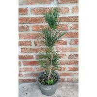 ราคา ต้นสนดำญี่ปุ่น สนดำนิยมทำบอนไซ สูง 40 - 50 ซม. 三河松 กระถาง 8 นี้ว (29572891946)