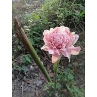 ราคา ต้นดาหลา ดอกสีชมพูซ้อน (9875432242)