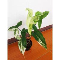 ราคา #เงินไหลมาด่างขาวต้นใหญ่ (9171315772)