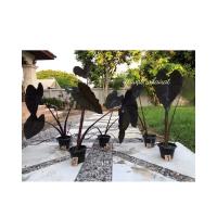 ราคา ColocasiaBlackMagicลูกเยอะ (10435384877)