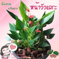 ราคา หน้าวัวแคระ หน้าวัวพิ๊งค์เลดี้แคระ หน้าวัวจิ๋ว หน้าวัว ต้นดอกน่ารัก สวย แข็งแรง (11372828459)