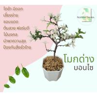 ราคา โมกด่างบอนไซ ฟอร์มสวย ต้นแข็งแรง พร้อมส่ง ✅️ (20344717225)