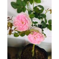 ราคา กุหลาบมองเคอร์ สวยๆๆ ดอกสีชมพู รูปถ้วย (10229144227)