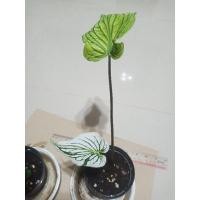 ราคา ฮกหลงขาวบอนเก่าน่าสะสม (10867517073)