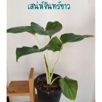 ราคา ว่านเสน่ห์จันทร์ขาว ไม้มงคล (4819883189)