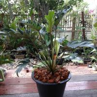 ราคา ฟิโลเดนดรอน ซานาดู (Philodendron Xanadu) ไซส์กระถาง12นิ้ว (9941170232)