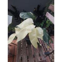 ราคา ต้นอิพิใบด่างขาวใบใหญ่ใบฉีกแล้วสวยมาก ไม้ฟอกอากาศ (29126180300)