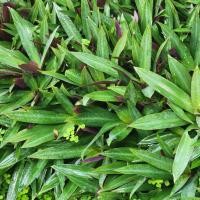 ราคา พร้อมส่งกาบหอยแครงแคระ,ว่านหอยแครง (22356851184)