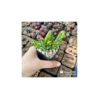ราคา กระบองเพชร แคสตัส แคคตัส เก๋งจีนด่าง castus (5579170311)