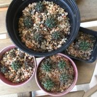 ราคา แคคตัส กระบองเพชร ยิมโนลูกชุบ Gymnocalycium (4832593493)