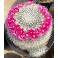 ราคา แมมฮาเนียน่า (แม่เฒ่า) ขนยาว super bar (28277694211)