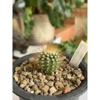 ราคา Cactus Melocactus perezassoi​ เมโลแคคตัส ไม้เมล็ด (15981987402)