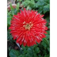 ราคา เยอบีร่าไทย ชื่อ(ตาเปิ่น)​ดอกซ้อนหนาสีแดงอมส้ม (10716025123)