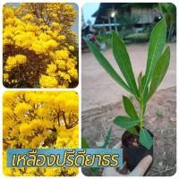 ราคา ต้นเหลืองปรีดียาธร ดอกสีเหลือง ต้นแข็งแรง น้องพร้อมเดินทางค่ะ (13392411251)