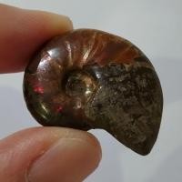 ราคา หอยแอมโมไนต์ Ammonite fossil ฟอสซิลแอมโมไนท์ ฟอสซิลหอย แอมโมไนต์ หินแห่งความสมบูรณ์ หอยแอมโมไนต์เต็มตัว หอยล้านปี คตหอย (26027361188)