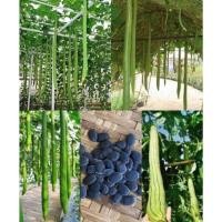 ราคา เมล็ดบวบ บวบหอมยาว บวบยาว 15 เมล็ด (20272815075)