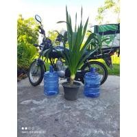 ราคา ต้นจันทร์ผา หมายเลข 1 [สูง ~1.2 เมตร วัดจากก้นกระถางถึงยอดส่วนที่สูงที่สุด] ส่งแบบถอดกระถาง (ล้างและตัดแต่งราก ทาปูนแดง) (7952690907)