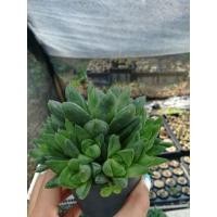 ราคา ฮาโวเทีย.ต้นใหญ่ออกดอกแล้ว.พืชอวบน้ำ (6651457826)