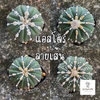 ราคา แอสโตรลายเส้น แอสโตร ซุปเปอร์ แอสโตรลายคลีน พร้อมส่ง❗️กระบองเพรช (12740097474)